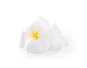 plumeria rubra flowers isolated on White background