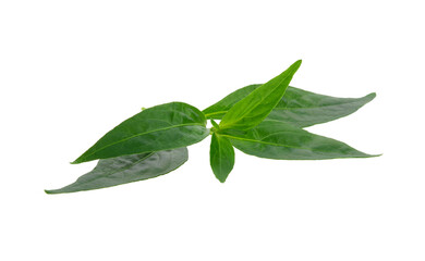 Andrographis paniculata leaf isolated on white background.