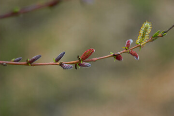Beautiful branches of willow flowers. Blooming willow on a natural blurred background. Spring, youth, growth concept.