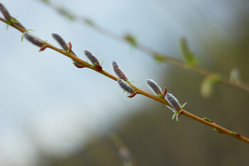 Willow branches with earrings. Beauty of nature. Spring, youth, growth concept.
