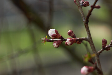 Apricot flower bud on a tree branch, branch with tree buds. Beauty of nature. Spring, youth, growth concept.