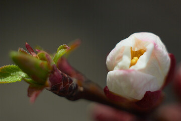 Apricot flower bud on a tree branch, branch with tree buds. Macro photo. Beauty of nature. Spring, youth, growth concept.