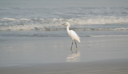 Fototapeta premium white crane on the beach sand catching fish
