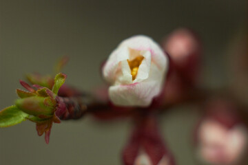 Apricot flower bud on a tree branch, branch with tree buds. Macro photo. Beauty of nature. Spring, youth, growth concept.