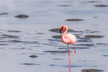 Lesser Flamingo (Phoenicopterus minor), Walvis Bay, Namibia.