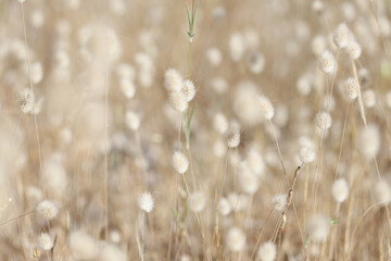 Fluffy field plants beige flora background, blurry