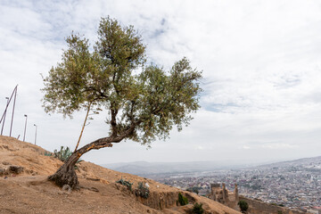 An olive tree with a panoramic view over the old medina of Fes, Morocco.