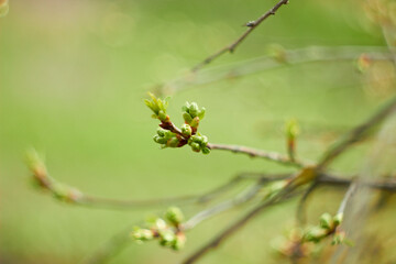 Young tree leaves and bud. New spring foliage appears on the branches. Beauty of nature. Spring, youth, growth concept.