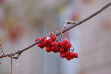 осенние пейзажи архангельского края  