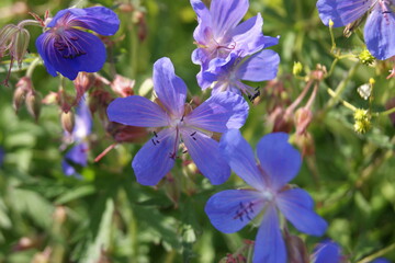 летние природные  дарования северных лугов