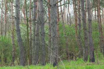  glade with pine trees in the spring forest