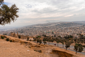 An olive tree with a panoramic view over the old medina of Fes, Morocco.