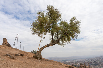 An olive tree with a panoramic view over the old medina of Fes, Morocco.