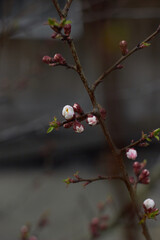 Apricot flower bud on a tree branch, branch with tree buds. Beauty of nature. Spring, youth, growth concept.