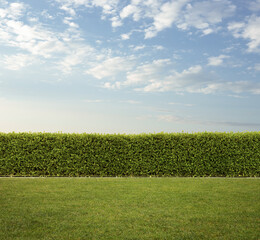 Back Yard, close up of hedge fence on the grass with copy space - 485293959