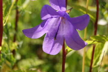 летние природные  дарования северных лугов