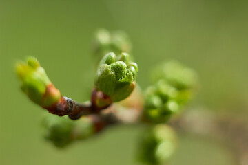 Young tree leaves and bud close up. New spring foliage appears on the branches. Beauty of nature. Spring, youth, growth concept.