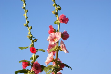 летние природные  дарования северных лугов
