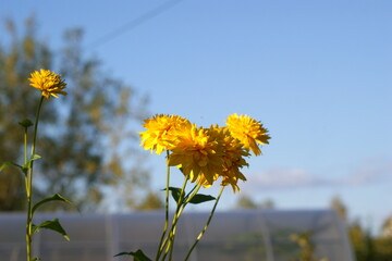 летние природные  дарования северных лугов