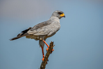 Eastern Chanting Goshawk - Melierax poliopterus, beautiful bird of prey from African bushes and savannahs, Tsavo West, Kenya.