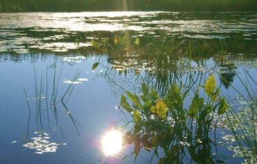 экологическое северное лето архангельская область 