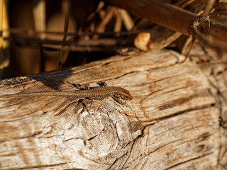 detail of a lizard