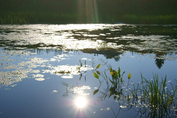 экологическое северное лето архангельская область 