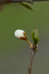 Flowering bud of cherry blossoms in spring with green leaves. Beauty of nature. Spring, youth, growth concept.
