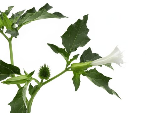 Datura stramonium, angels trumpet flowers and delicate green leaves against white background, burundanga, scopolamine