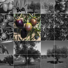 Composición de olivares españoles en color y blanco y negro