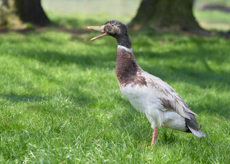 Brown Indian runner duck in a garden