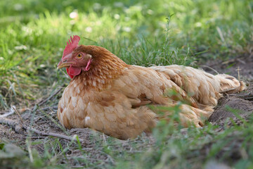 Close up of brown chicken laying in the grass