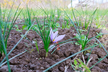 The saffron field begins to bloom, beautiful saffron crocuses can be seen from afar.