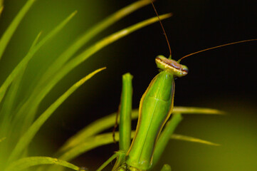 Mantis on a green leaf