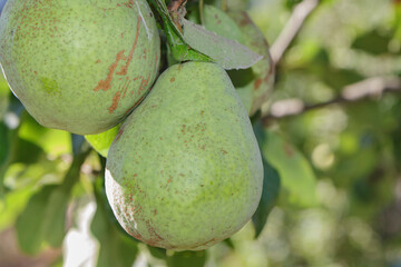  two green pears on a branch on a green background