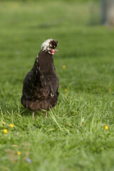 Black Poland chicken with white crest free range in garden