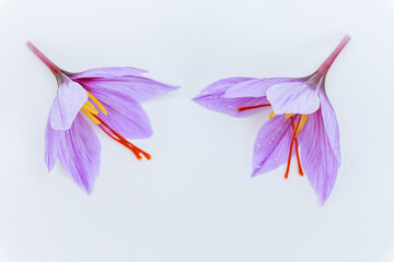 Two saffron crocuses close up on both sides of a white background. Place for text.
