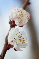 Apricot flowers, branch with tree buds. Macro photo. Beauty of nature. Spring, youth, growth concept.