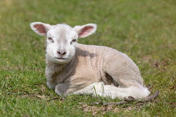 Naklejka premium Lamb of Flemish white sheep in meadow