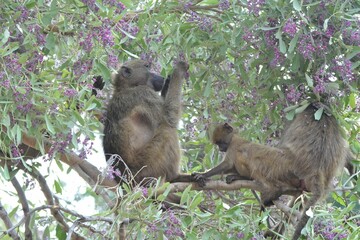 Family of Chacma baboon at Chobe National Park