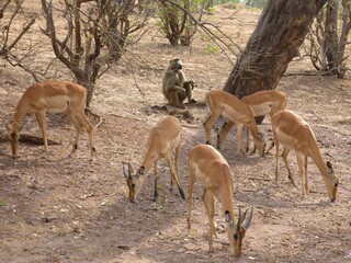 Grazing female impalas at Chobe National Park