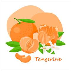 Fresh tangerine with leaf and white flower in cartoon style. Vector whole and parts sweet tangerine isolated on a white background.