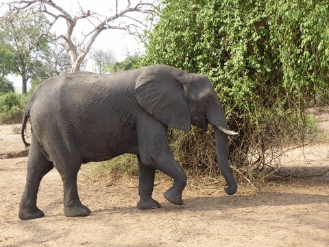 Portrait of an african elephant, Chobe NP