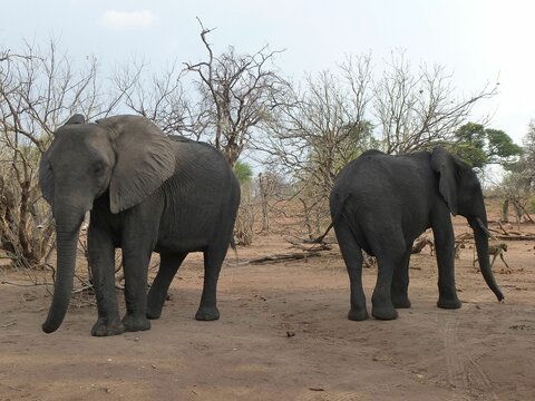 Pair of african elephants at Chobe National Park