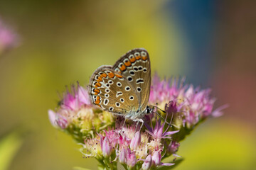 Butterfly on a delicate  flower. Blurred background 