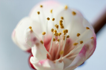 Spring flowers. Apricot flower up close. Beauty of nature. Spring, youth, growth concept.