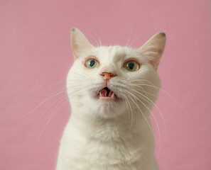 かわいい白猫　ピンク背景