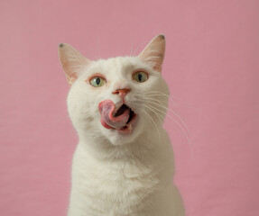 舌をだす、かわいい白猫　ピンク背景