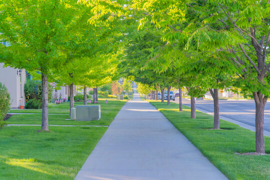 Straight concrete pathway along with the columnar trees at Daybreak, South Jordan, Utah