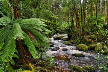 Mountain stream, moss-covered boulders, eucalyptus trees and tree ferns in the rainforest near Warburton, Victoria, Australia
